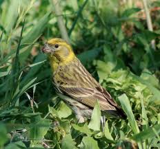 Image result for Serinus serinus