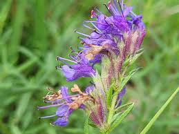 Image result for Hyssopus officinalis