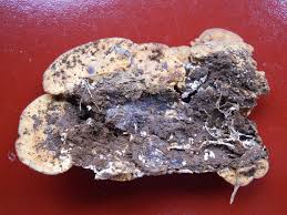 Attēlu rezultāti vaicājumam “Ceriporiopsis resinascens”