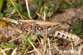 Attēlu rezultāti vaicājumam “Myrmeleotettix maculatus”