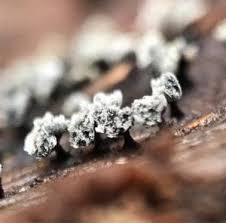 Attēlu rezultāti vaicājumam “Physarum compressum”