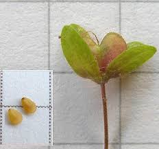 Attēlu rezultāti vaicājumam “Veronica filiformis flower”