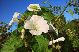 Attēlu rezultāti vaicājumam “Calystegia sepium flower”