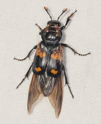 Attēlu rezultāti vaicājumam “Poecilochirus sp.”