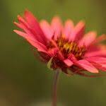 Image result for Gaillardia amblyodon