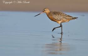 Attēlu rezultāti vaicājumam “Limosa lapponica”