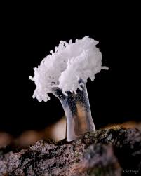 Attēlu rezultāti vaicājumam “Amaurochaete atra young”