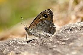 Attēlu rezultāti vaicājumam “Lasiommata maera”