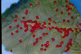 Attēlu rezultāti vaicājumam “Eriophyes laevis”