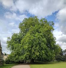 Attēlu rezultāti vaicājumam “Platanus x hispanica (syn. Platanus x acerifolia)”