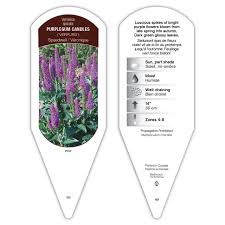 Attēlu rezultāti vaicājumam “Veronica spicata fruit”