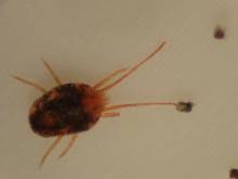 Attēlu rezultāti vaicājumam “Bryobia praetiosa”