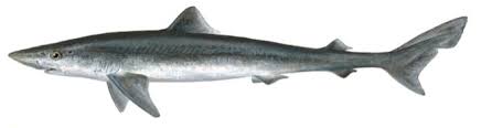 Image result for Galeorhinus galeus