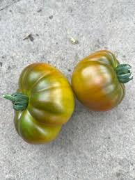 Afbeeldingsresultaat voor erdie family oxheart tomato