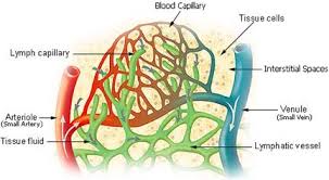 الجهاز اللمفاوي Lymph system  Images?q=tbn:ANd9GcTHGPFLlWGHDxoVsKDWm-BFrc77vu_N2XB-WKMhVd0aquXK8qia