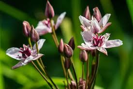 Attēlu rezultāti vaicājumam “Butomus umbellatus bud”