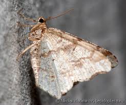 Attēlu rezultāti vaicājumam “Macaria notata”