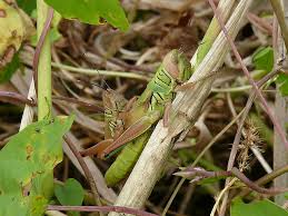 Attēlu rezultāti vaicājumam “Rabdophaga degeeri”