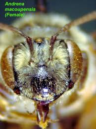 Attēlu rezultāti vaicājumam “Andrena”