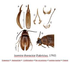 Attēlu rezultāti vaicājumam “Isomira murina”