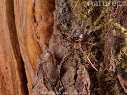 Attēlu rezultāti vaicājumam “Steatoda grossa female”