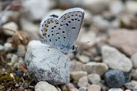 Attēlu rezultāti vaicājumam “Plebejus argus / Plebejus idas”