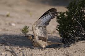 Image result for Caprimulgus aegyptius