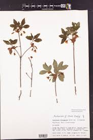 Attēlu rezultāti vaicājumam “Menziesia ferruginea”