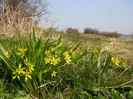 Attēlu rezultāti vaicājumam “Gagea lutea”