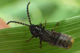 Attēlu rezultāti vaicājumam “Phosphaenus hemipterus”