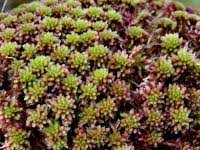 Attēlu rezultāti vaicājumam “Sphagnum capillifolium”