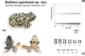 Attēlu rezultāti vaicājumam “Pseudepidalea viridis adult”