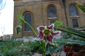 Attēlu rezultāti vaicājumam “Helleborus niger flower”