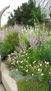 Image result for Salvia sclarea