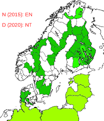 Attēlu rezultāti vaicājumam “Bembidion litorale”