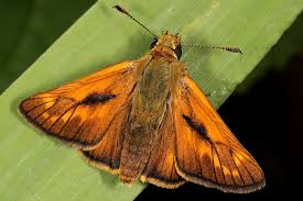 Attēlu rezultāti vaicājumam “Ochlodes sylvanus male”