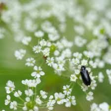 Attēlu rezultāti vaicājumam “Orsodacne cerasi”