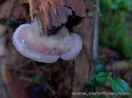 Attēlu rezultāti vaicājumam “Leptoporus mollis”