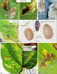 Attēlu rezultāti vaicājumam “Tischeriidae”