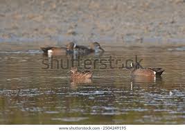 Image result for Anas discors