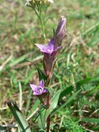 Attēlu rezultāti vaicājumam “Gentianella amarella”