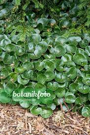 Attēlu rezultāti vaicājumam “Asarum europaeum leaf”