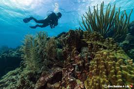 Image result for Duchy Divers