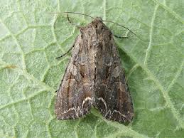 Attēlu rezultāti vaicājumam “Lacanobia suasa”