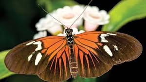 Attēlu rezultāti vaicājumam “Pieridae”