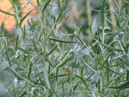 Image result for Artemisia dracunculus