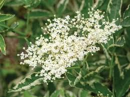 Attēlu rezultāti vaicājumam “Sambucus nigra flower”