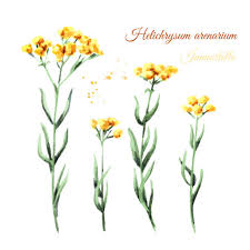 Attēlu rezultāti vaicājumam “Helichrysum arenarium flower”