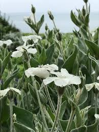 Image result for Lychnis coronaria alba