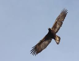 Attēlu rezultāti vaicājumam “Aquila chrysaetos adult”